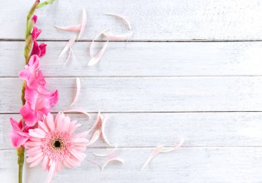 Gerbera pembe Glayöl çiçek bahar yaz ve petal o süslemeleri