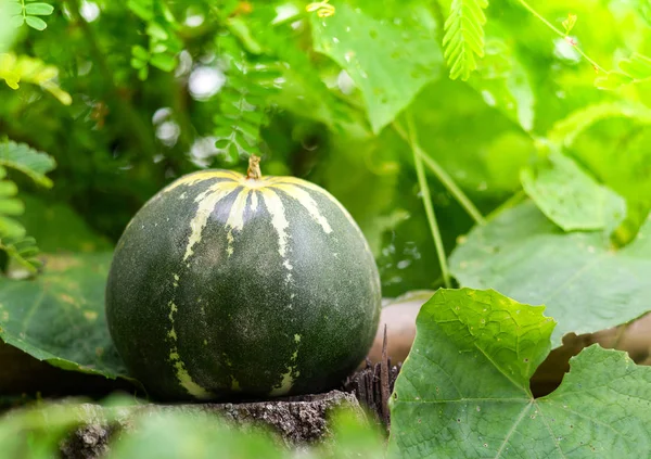 Muskmeloni - Vihreä Cantaloupe thai meloni maatilan puutarhassa — kuvapankkivalokuva