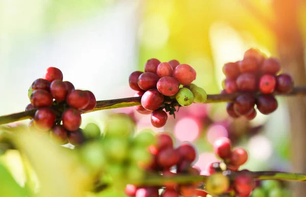 Grano de café rojo en el árbol en el campo y la luz del sol / salvado de semilla de café — Foto de Stock