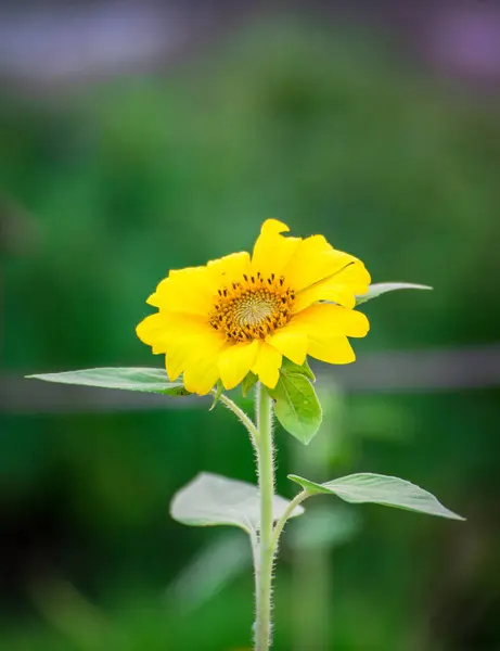 Fermer fleur de tournesol jaune dans le champ de tournesol printemps — Photo