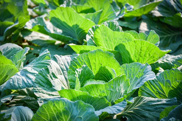 キャベツ フィールド ガーデン野菜アジア農業 — ストック写真