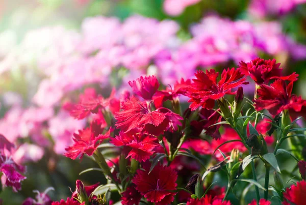 Dianthus fiore fioritura nel bellissimo giardino campo naturale b — Foto Stock