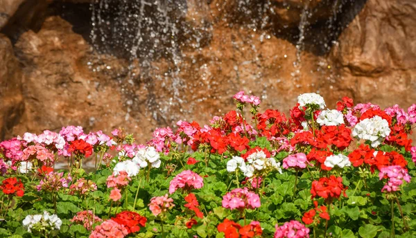 Colorido jardim primavera flor multi cor e pequena cachoeira po — Fotografia de Stock