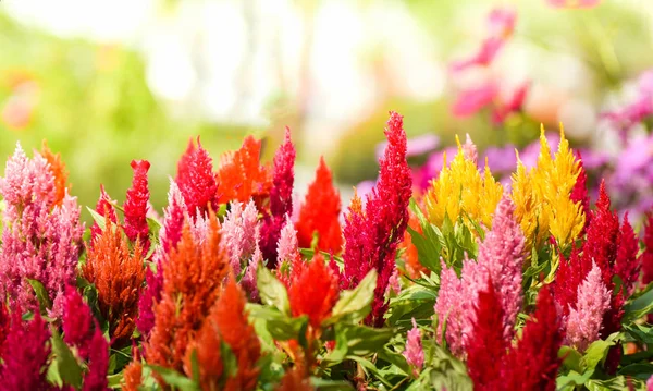 Värikäs puutarha kevät kukka monivärinen celosia argentea — kuvapankkivalokuva