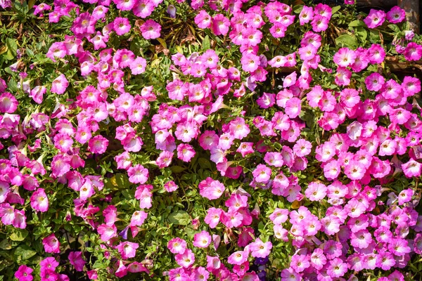 Lila oder rosa Petunienblüten Hintergrund blühen im Frühling — Stockfoto