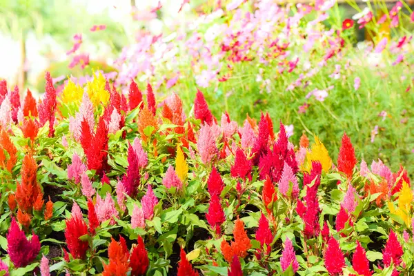 Bunten Garten Frühling Blume mehrfarbig mit celosia argentea — Stockfoto