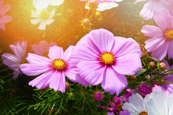 Lila rosa Kosmos Blume blühen auf Feld Sommer Garten Backgro — Stockfoto
