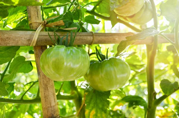 Nuori vihreä tomaatti viiniköynnöksen kasvi luonto puutarha tausta — kuvapankkivalokuva