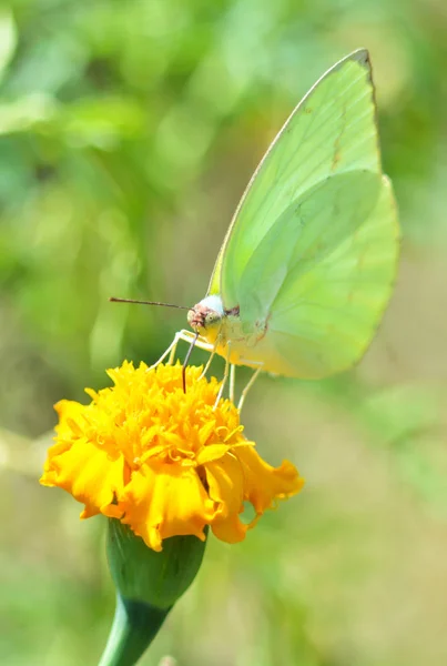 Mariposa verde alimentándose de caléndula de flor amarilla en el jardín —  Fotos de Stock