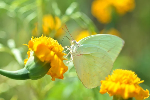 Papillon vert se nourrissant de souci de fleur jaune dans le jardin — Photo