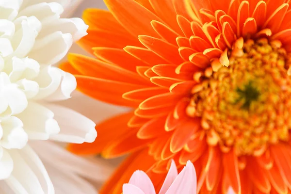 Białe i pomarańczowe gerbera stokrotka kwiat wiosna lato kwitnący bea — Zdjęcie stockowe