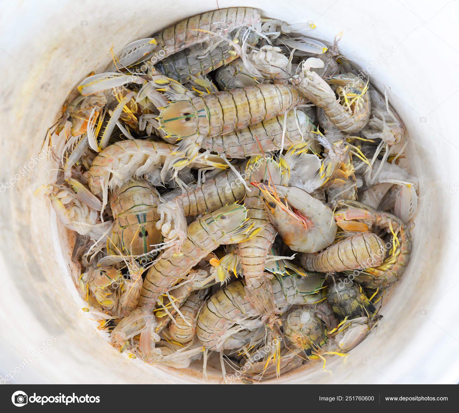 Fresh Mantis Shrimp In Ice Bucket For Sale In The Seafood Market Stock Photo Image By C Poringdown Gmail Com 251760600
