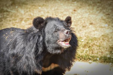 Asya siyah ayı yaz saati sakin ol.