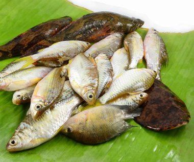 taze küçük balık Balık kayabalığı Siyam çamur sazan o ile çeşitli türleri