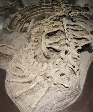 Gerçek dinozor fosil kemik çamur haline bir kaya