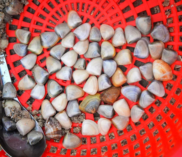 Almeja de concha de venus de esmalte fresco de playa de arena mar en cesta roja —  Fotos de Stock