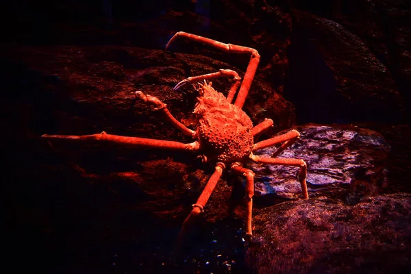 Japanische Riesenspinnenkrabbe schwimmt Unterwasseraquarium auf der — Stockfoto