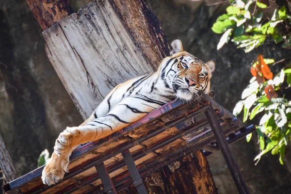 Бенгальский тигр лежит на террасе в национальном парке в летний день — стоковое фото