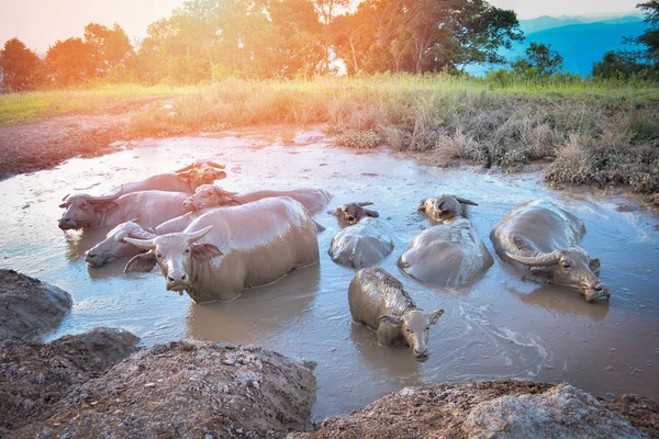 Paisagem água de búfalo na lagoa de lama para relaxar — Fotografia de Stock