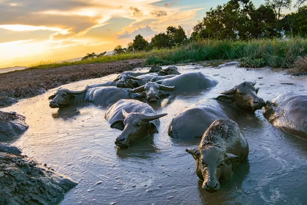 Paisagem água de búfalo na lagoa de lama para relaxar — Fotografia de Stock