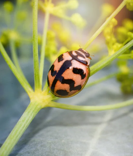 Insect orange ladybug sitting on branch plant — Stock Photo, Image