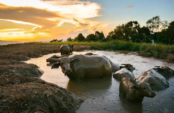 Paisagem água de búfalo na lagoa de lama para relaxar — Fotografia de Stock