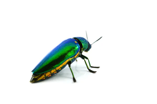 Jewel beetle isolated on white background — Stock Photo, Image