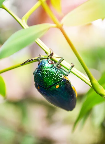 Jewel beetle on the leaf tree branch nature background — Stock Photo, Image