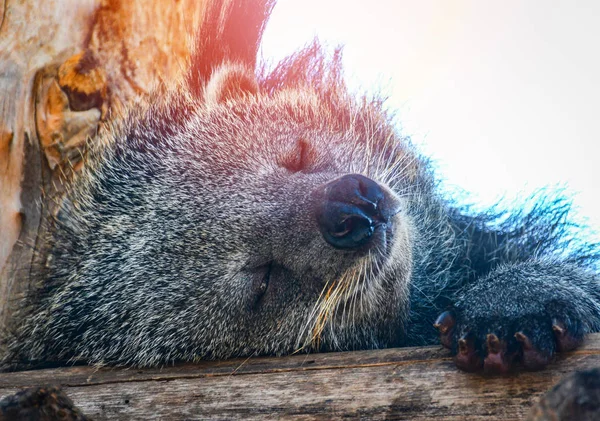 Bearcat or arctictis binturong lying sleeping relax on the woode