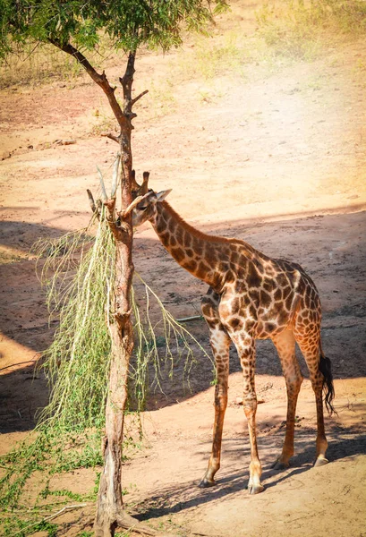 Jonge Afrika giraffe eten van de bladeren op de boom in de zomerdag — Stockfoto