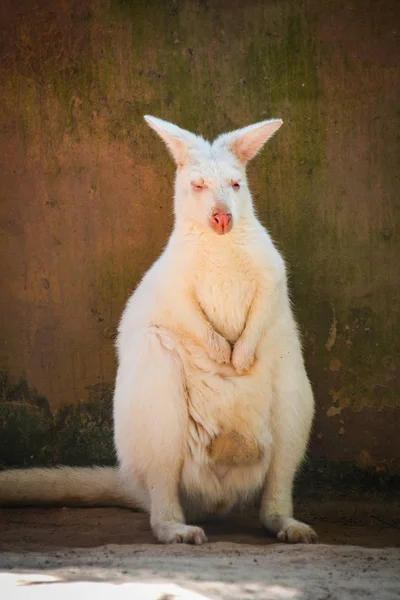 White Bennetts Wallaby op de boerderij in het wildlife sanctuary / Macr — Stockfoto