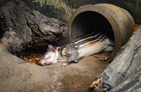 Cuniculus spected paca mammals of South Chicago
