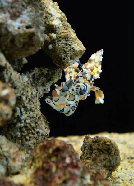 Hymenocera picta or Harlequin shrimp on the rock marine life und — Stock Photo, Image