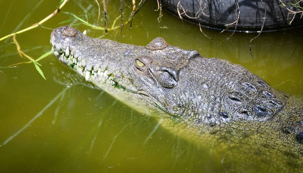 Réptil de vida selvagem Crocodilo flutuando no rio de natureza de água — Fotografia de Stock