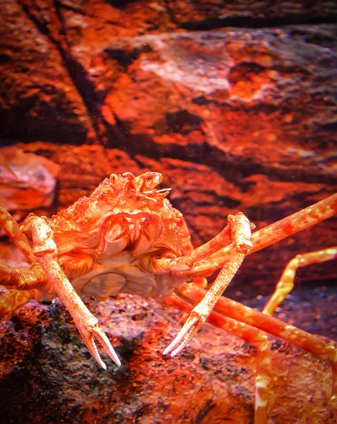 Japanische Riesenspinnenkrabbe schwimmt Unterwasseraquarium auf der — Stockfoto