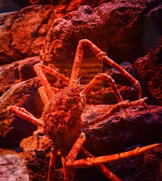 Japanische Riesenspinnenkrabbe schwimmt Unterwasseraquarium auf der — Stockfoto