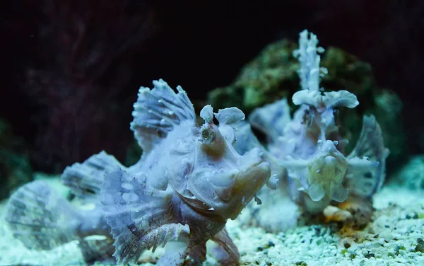 Onkruid scorpionfish Zwemmen vis tank onderwater aquarium — Stockfoto