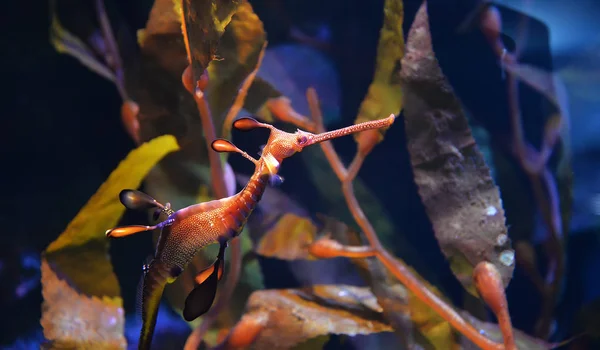 Mar dragón caballito de mar natación bajo el agua océano —  Fotos de Stock