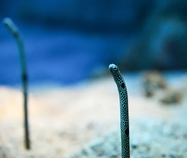 Sea eel small - spotted garden eel swimming underwater ocean