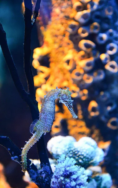 Caballo de mar espinoso lindo animal de mar / hermoso caballo de mar amarillo swi —  Fotos de Stock