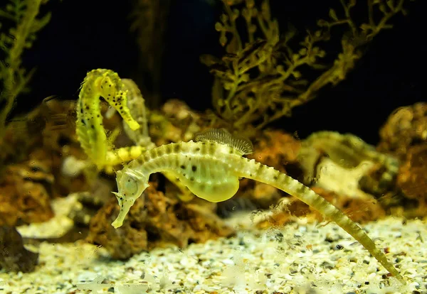 Yellow big belly Seahorse swimming underwater ocean — Stock Photo, Image
