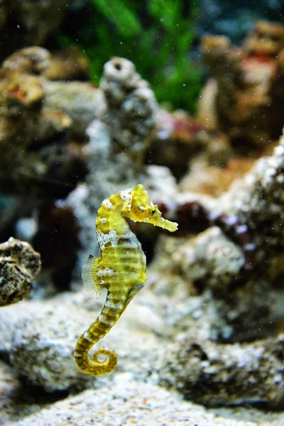 Thorny Seahorse cute sea animal — Stock Photo, Image