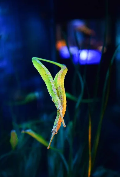 Reef fish yellow and green alligator pipefish swimming in the un — Stock Photo, Image