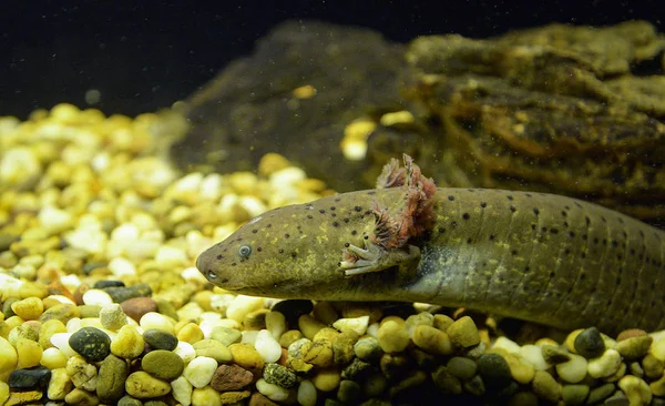 Axolotl uinti vedenalainen valokuvaus ruskea Salamande marin — kuvapankkivalokuva