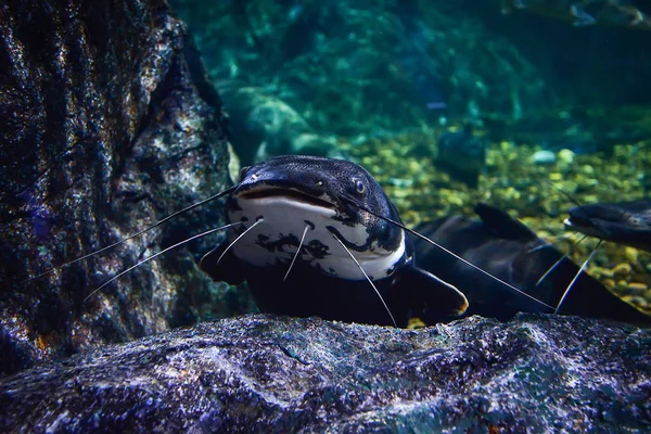 Catfish nadando bajo el agua fotografía vida marina —  Fotos de Stock