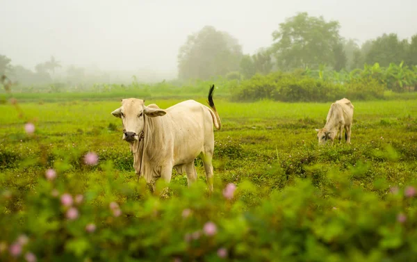 Азія корова випасу на зеленому полі / білий корова їсть на с/г продукції — стокове фото