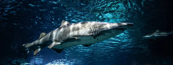 Sand tiger shark swimming marine life in the ocean