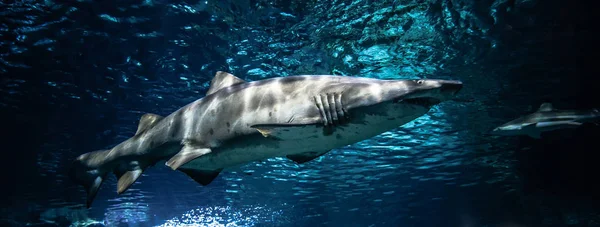 Sandtigerhai schwimmt im Ozean — Stockfoto