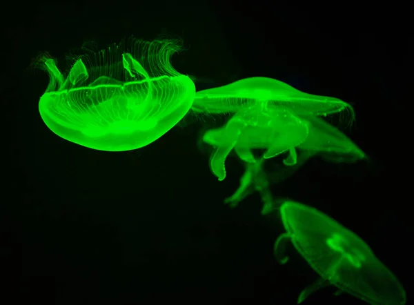 Deniz ay denizanası yeşil deniz yaşamı Yüzme sualtı okyanus o — Stok fotoğraf