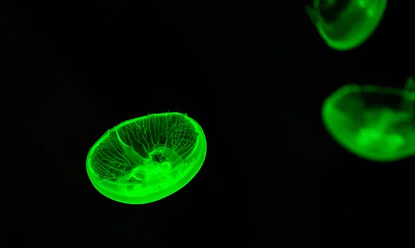 Moon jellyfish green swimming sea marine life underwater ocean o